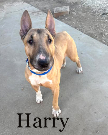 Harry